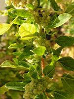 Quinoa - Quinua Temuco (4) (Photo F. Mrugala)